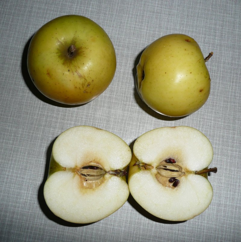 Apfel Landsberger Renette 073.JPG